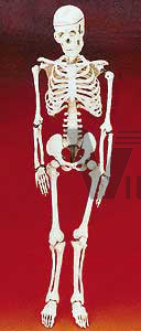 Human Skeleton (Economy)